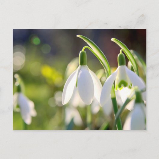 シュネグレッチェンラウテンデンフルーリン ポストカード (正面)