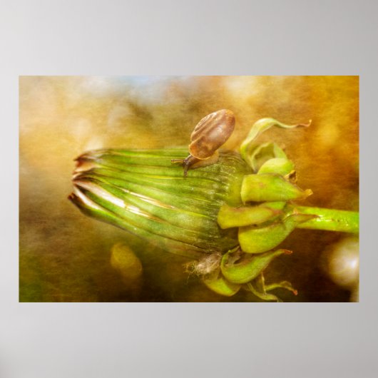 シュネッケアウフローレンザーン ポスター (正面)