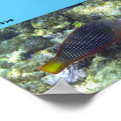 シュノーケルアットポイプビーチ ポスター (角)