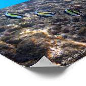 シュノーケルポイプ ポスター (角)