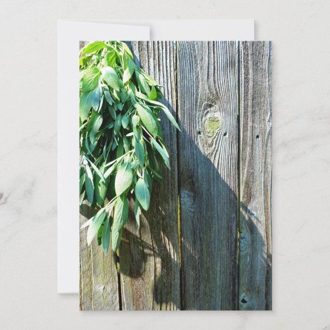 シュフレッシュカットセージ納木材 (正面)