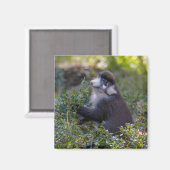 シュミットの鼻のサル マグネット (正面/裏面)