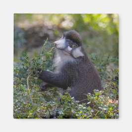 シュミットの鼻のサル マグネット