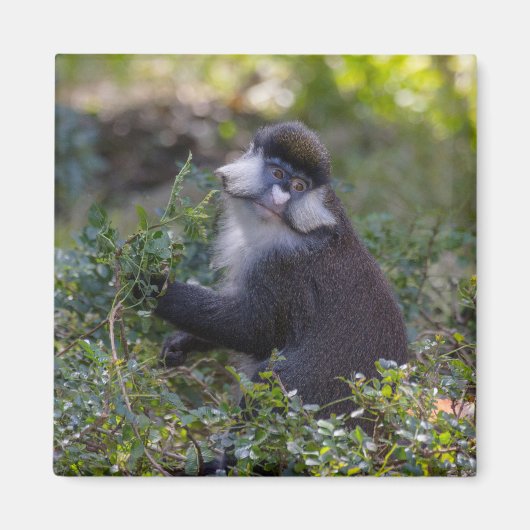 シュミットの鼻のサル マグネット (正面)