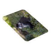 シュミットの鼻のサル マグネット (右側)