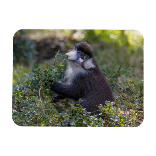 シュミットの鼻のサル マグネット (横)