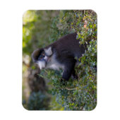 シュミットの鼻のサル マグネット (縦)