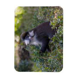 シュミットの鼻のサル マグネット