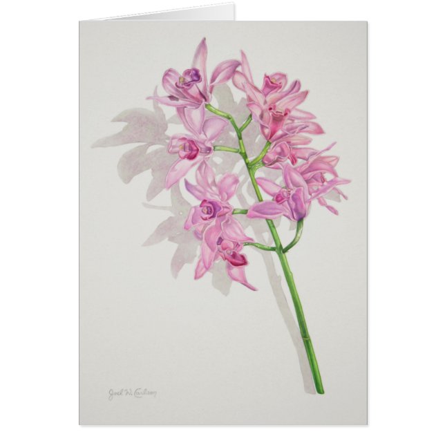 シュンラン属の蘭 (正面)