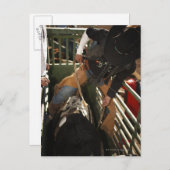 シュートの中でロープを牛に結ぶブルライダー ポストカード (正面/裏面)