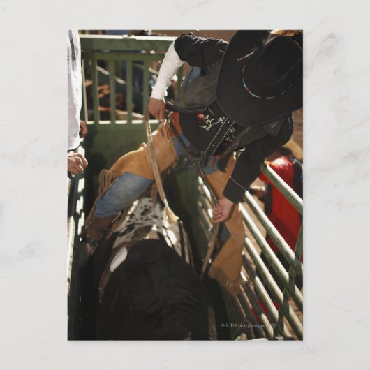 シュートの中でロープを牛に結ぶブルライダー ポストカード (正面)