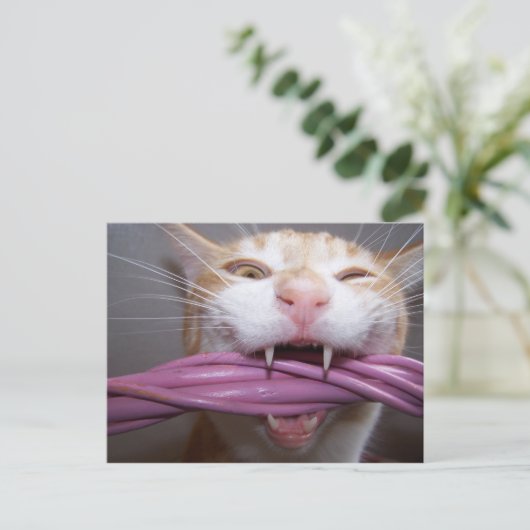 シュー ポストカード (スタンド正面)