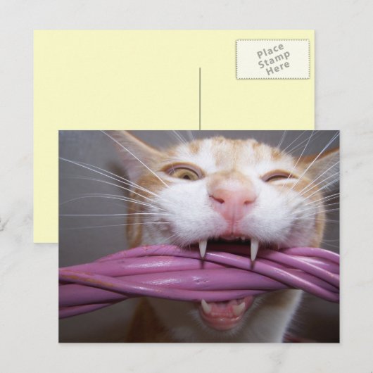 シュー ポストカード (正面/裏面)