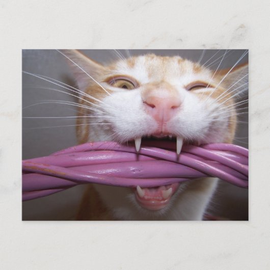 シュー ポストカード (正面)