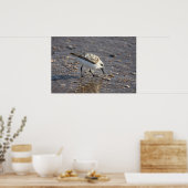 ショアバードのポスター ポスター (キッチン)