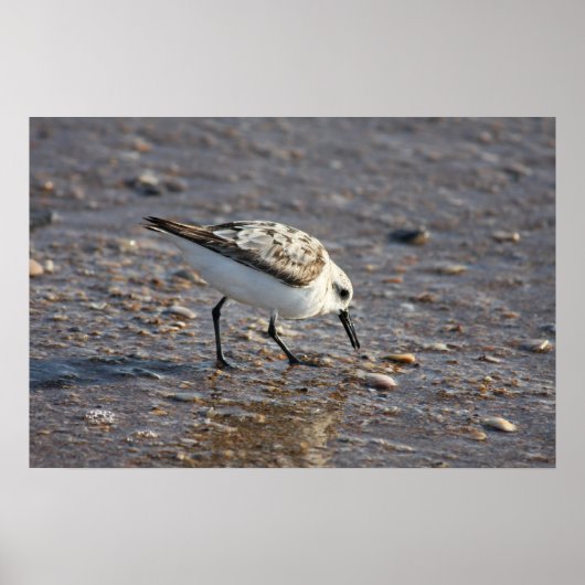 ショアバードのポスター ポスター (正面)