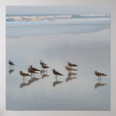 ショアバード ポスター (正面)