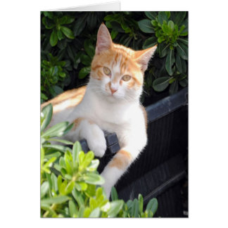 ショウガおよび白い猫