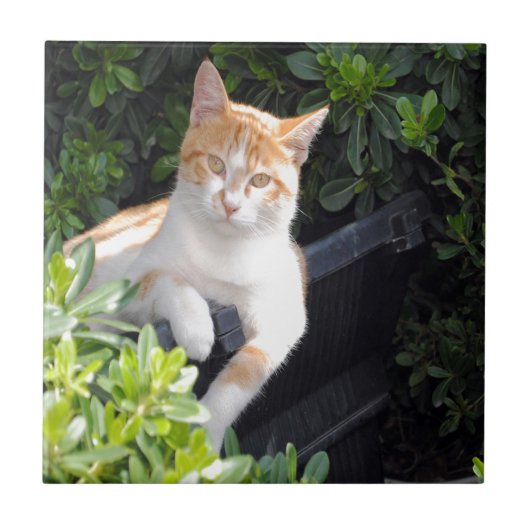 ショウガおよび白い猫 タイル (正面)