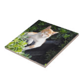 ショウガおよび白い猫 タイル (側面)