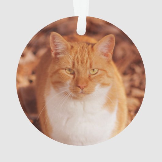 ショウガの虎猫猫の休日のクリスマスのオーナメント オーナメント (裏面)