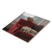 ショウガの虎猫猫を持つゴールデン・リトリーバー犬 タイル (側面)