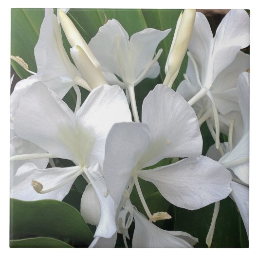 ショウガユリの花 タイル (正面)