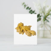 ショウガ根 ポストカード (スタンド正面)