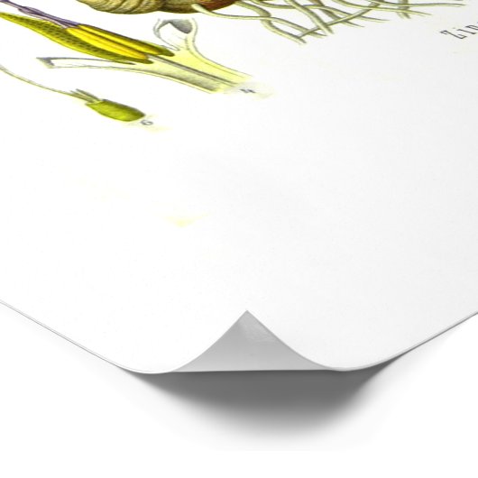 ショウガ ポスター (角)