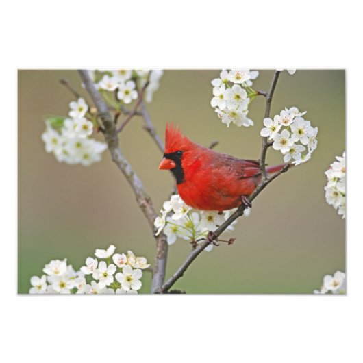 ショウジョウコウカンチョウ フォトプリント            (正面)