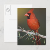 ショウジョウコウカンチョウ(雄)、学名:Cardinalis cardinalis ポストカード (正面/裏面)