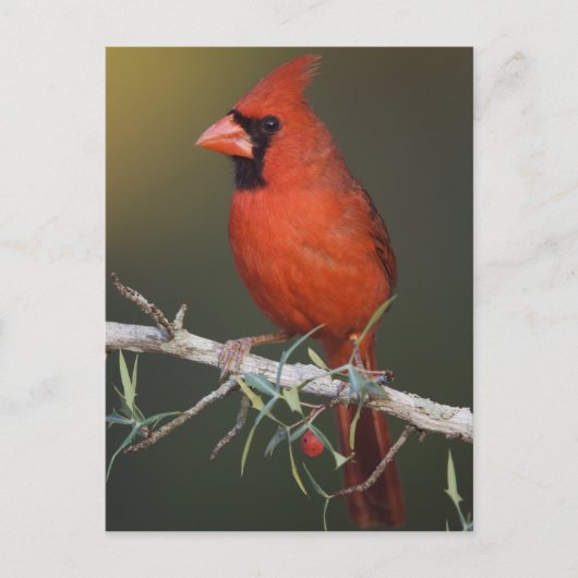 ショウジョウコウカンチョウ(雄)、学名:Cardinalis cardinalis ポストカード (正面)