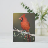 ショウジョウコウカンチョウ(雄)、学名:Cardinalis cardinalis ポストカード (スタンド正面)