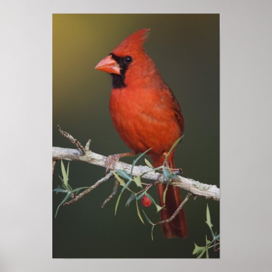 ショウジョウコウカンチョウ(雄), Cardinalis cardinalis ポスター (正面)
