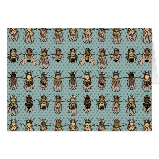 ショウジョウバエのミバエの遺伝学 (正面横)