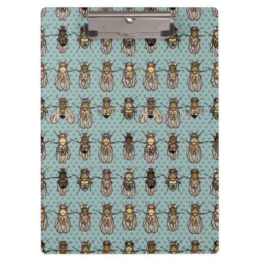 ショウジョウバエのミバエの遺伝学-突然変異体 クリップボード (正面)