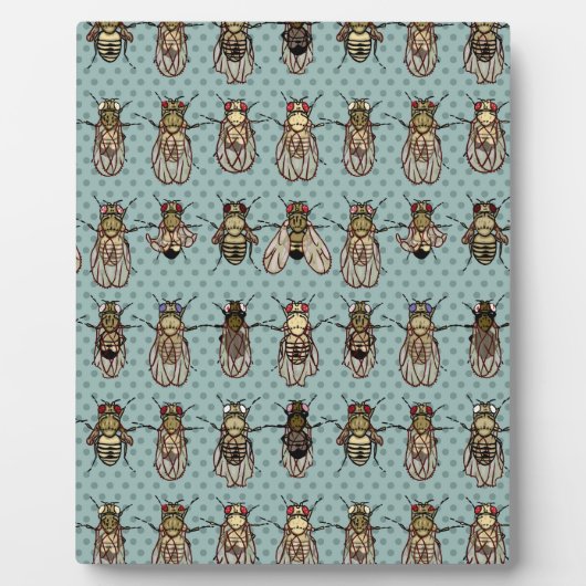 ショウジョウバエ変異体 フォトプラーク (正面)