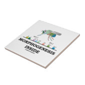 ショウジョウバエ遺伝子内の形態形成 タイル (側面)