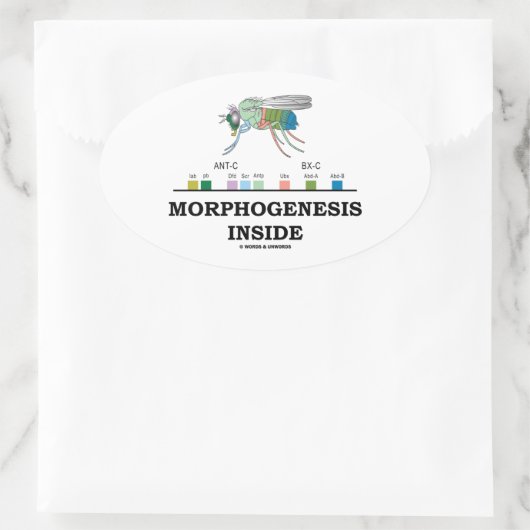 ショウジョウバエ遺伝子内の形態形成 楕円形シール (バッグ)