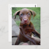 ショカレートラブラドールピッティパピー探検 ポストカード (正面/裏面)