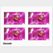 ショッキングピンクのデンドロビウムの蘭-蘭の背景 長方形シール (シート)