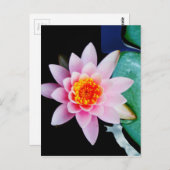 ショッキングピンク及びオレンジはすスイレンの花 ポストカード (正面/裏面)