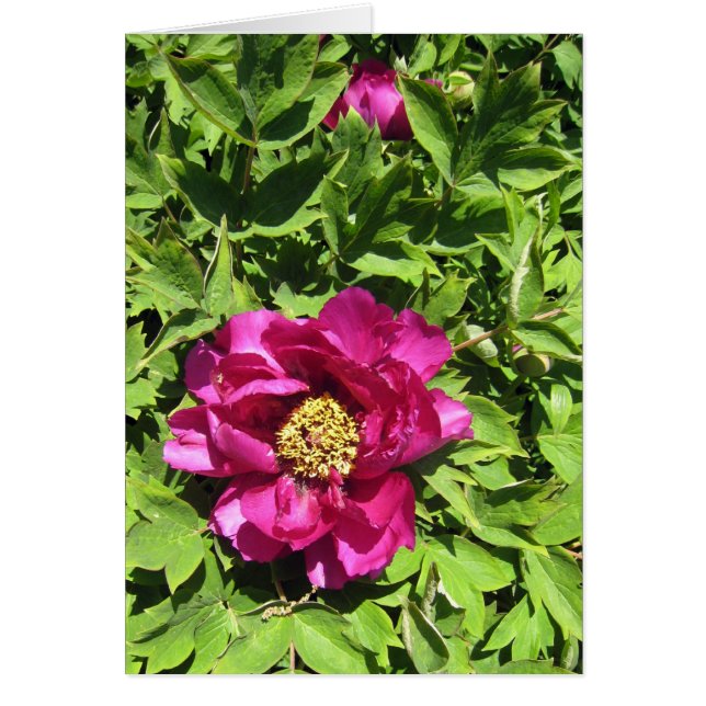 ショッキングピンクPeonie (正面)