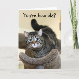 ショックを受けた猫誕生日の願い カード