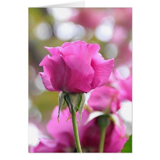 ショックピンク美しいバラカード (正面)