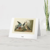 ショベラー・ダック – Audubon's Birds of America カード (裏面)