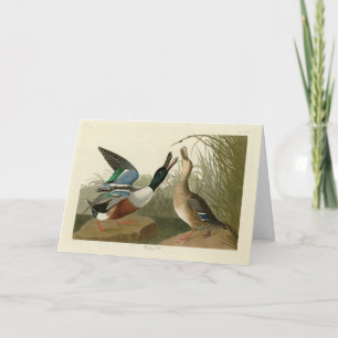 ショベラー・ダック – Audubon's Birds of America カード