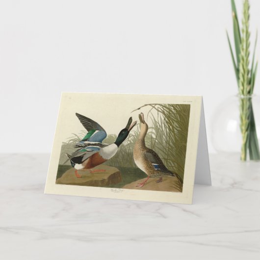 ショベラー・ダック – Audubon's Birds of America カード (正面)