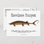 ショベルノーズチョウザメ白ポストカード ポストカード (正面/裏面)