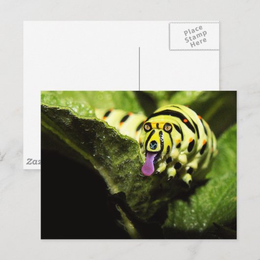 ショルバー ポストカード (正面/裏面)